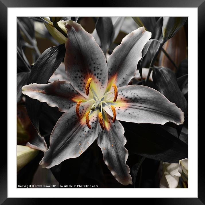 White Lily in Infra red Framed Mounted Print by Steve Cowe