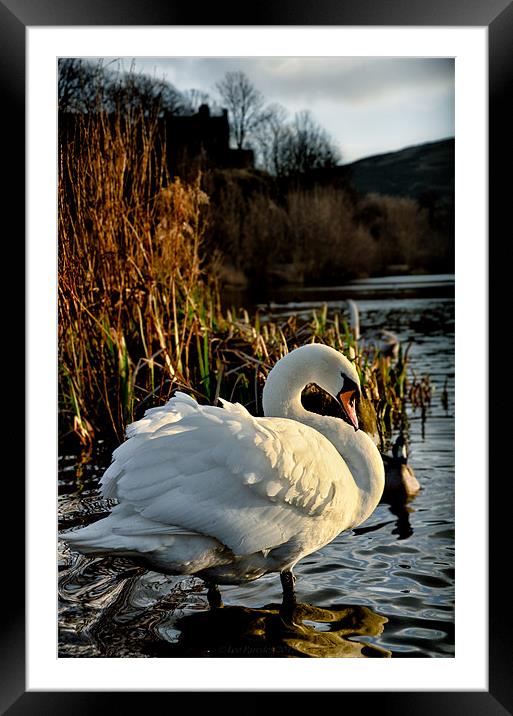 Swan at Lochend Loch Framed Mounted Print by Leo Jaleo 