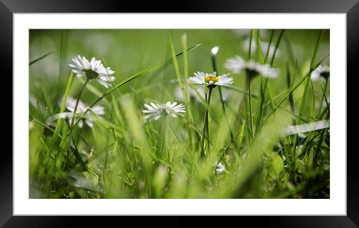  Summer in garden - Garden Collection - Daises  Framed Mounted Print by Leo Jaleo 