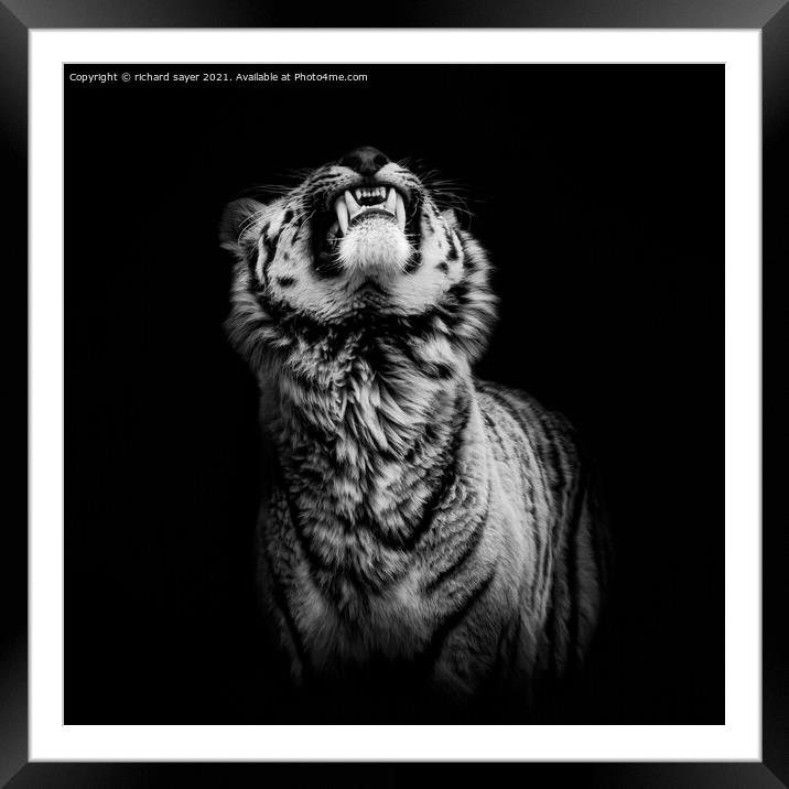 The Begging Tiger Framed Mounted Print by richard sayer