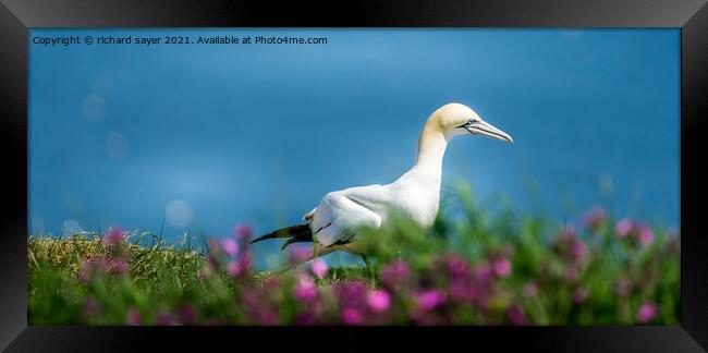 Sunny Days Framed Print by richard sayer