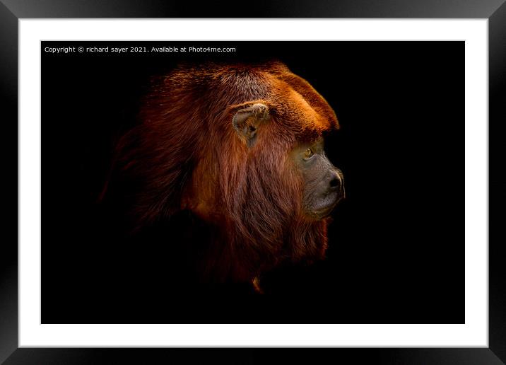 Roaring Beauty Framed Mounted Print by richard sayer