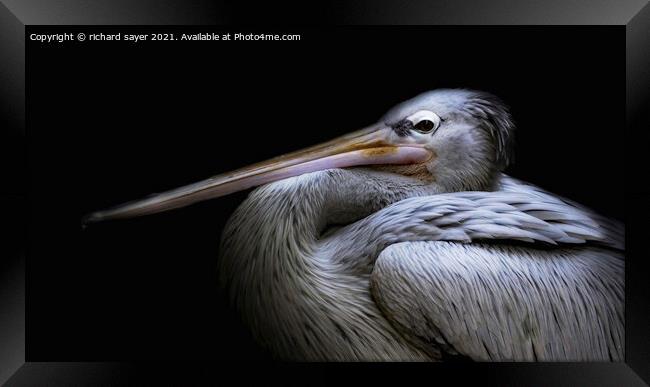 Majestic Pelican Perching Framed Print by richard sayer