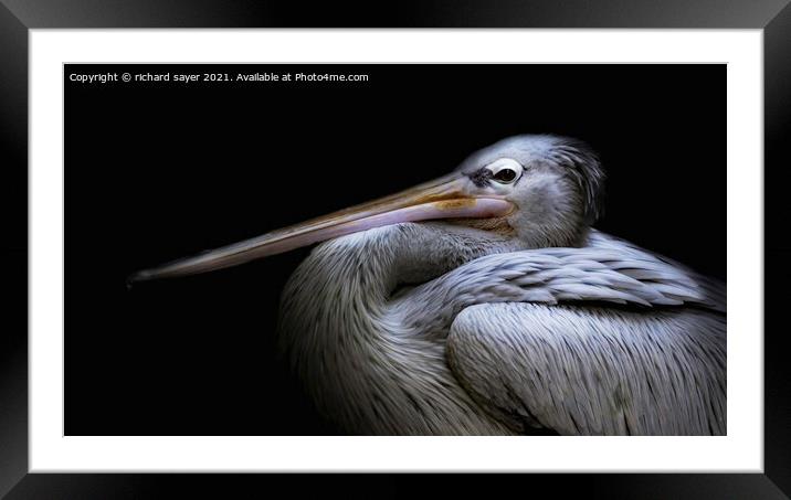 Majestic Pelican Perching Framed Mounted Print by richard sayer