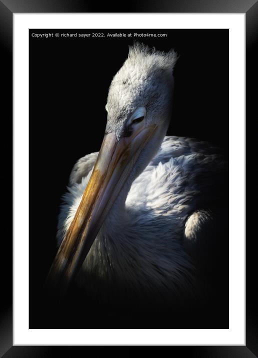 Sleepy Pelican Framed Mounted Print by richard sayer