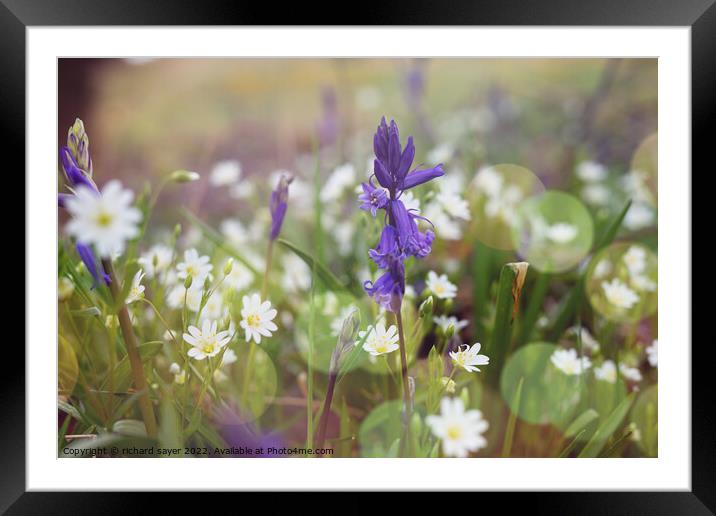 Bluebell Bliss Framed Mounted Print by richard sayer