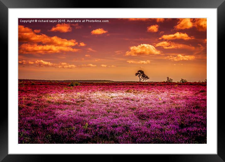  Purple Paradise Framed Mounted Print by richard sayer