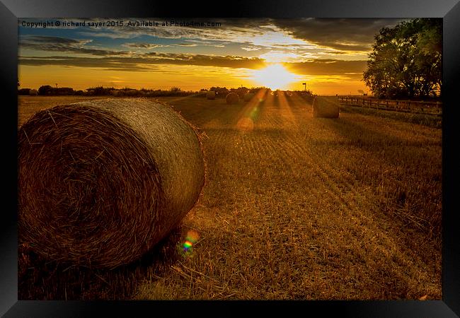  Making hay whilst the sun shines Framed Print by richard sayer