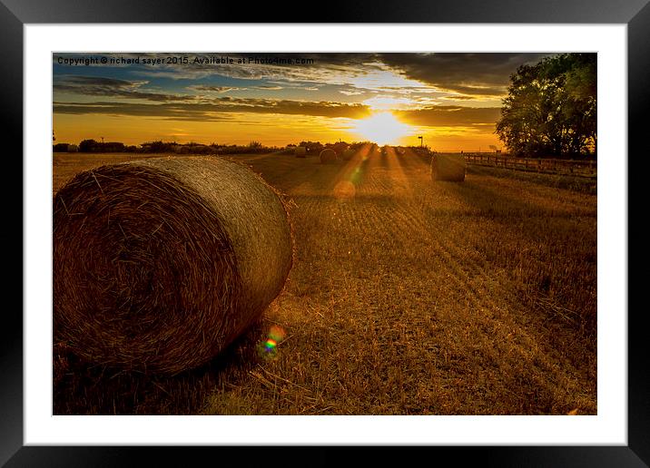  Making hay whilst the sun shines Framed Mounted Print by richard sayer