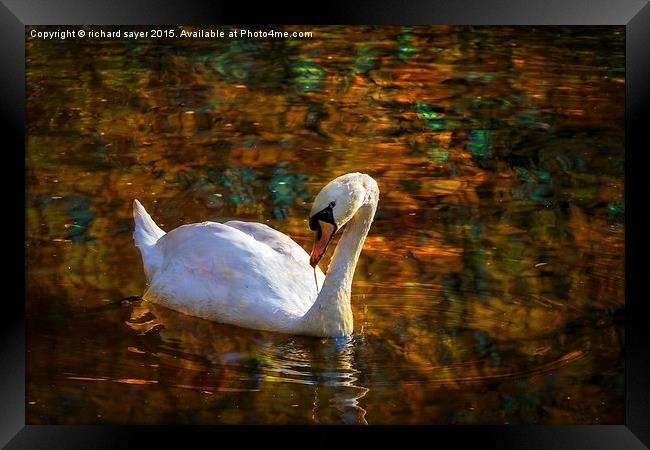  Golden Swans Lake Framed Print by richard sayer