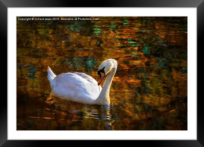  Golden Swans Lake Framed Mounted Print by richard sayer