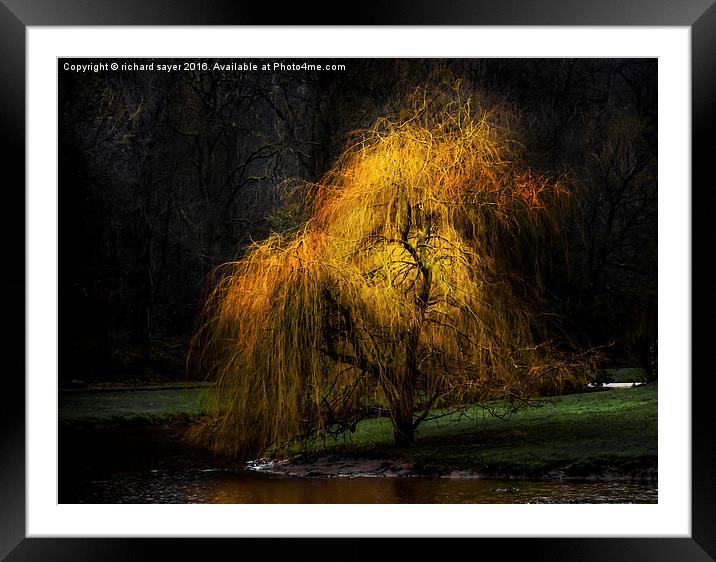  Weeping Gold Framed Mounted Print by richard sayer
