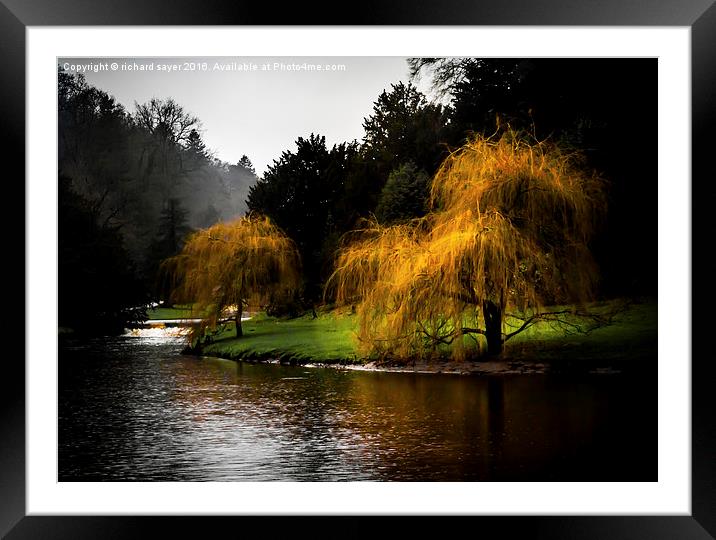  Golden Weepers Framed Mounted Print by richard sayer