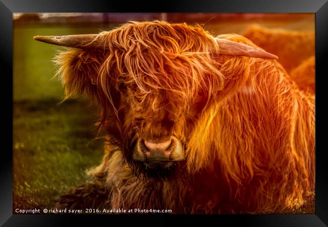 Highland Cow Framed Print by richard sayer