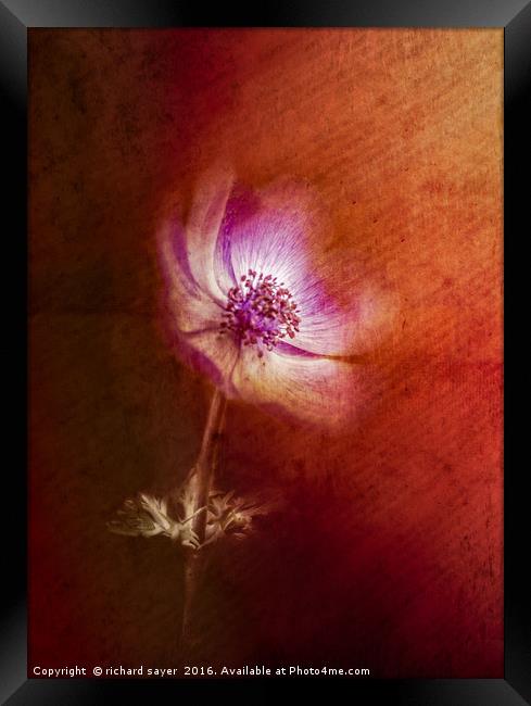 Abstract Anemone Framed Print by richard sayer