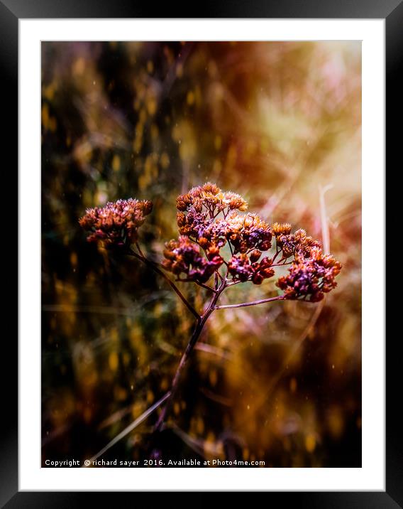 Autumns Breath Framed Mounted Print by richard sayer