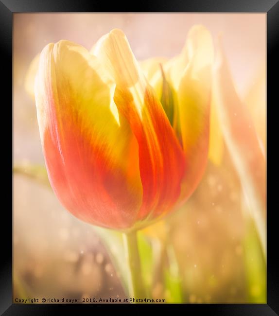 Flaming Tulip Framed Print by richard sayer