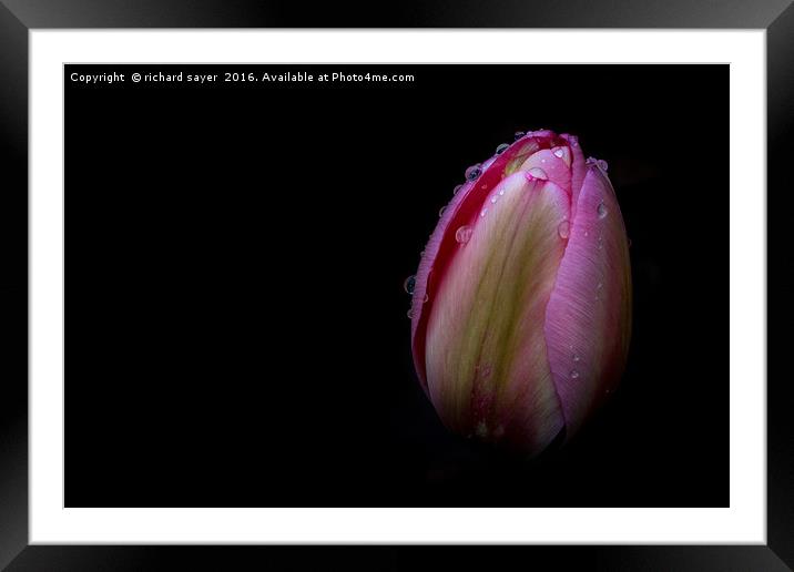 Dew Kissed Tulip Framed Mounted Print by richard sayer