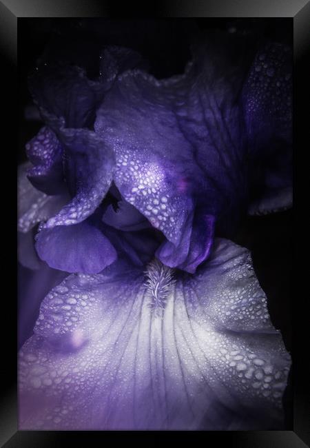 Blue Iris Framed Print by richard sayer