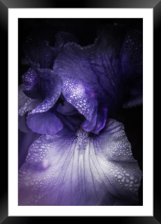 Blue Iris Framed Mounted Print by richard sayer