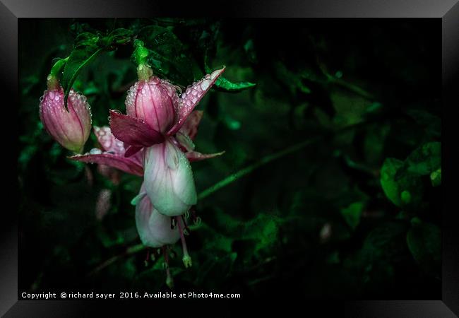 Pirouette Framed Print by richard sayer