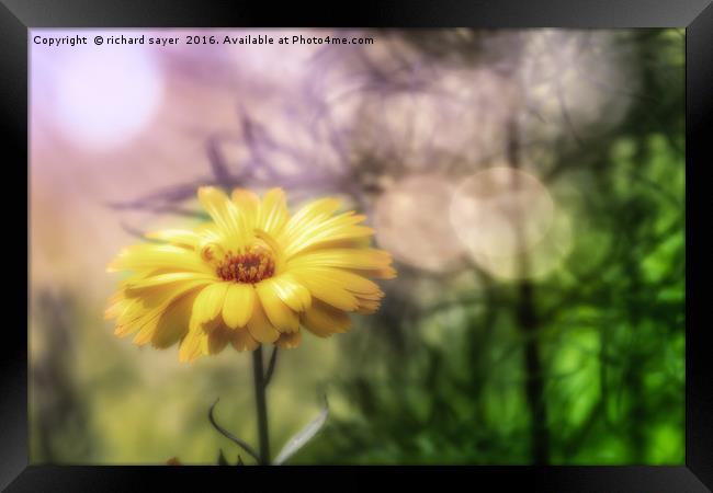 Memories of Summer Framed Print by richard sayer