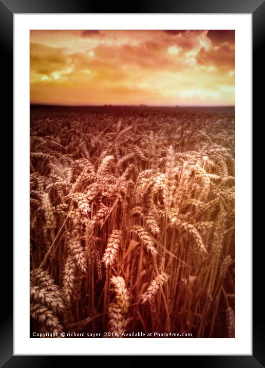 Reap What You Sow Framed Mounted Print by richard sayer