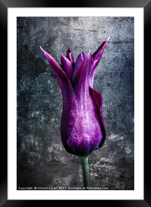 Steel Tulip Framed Mounted Print by richard sayer