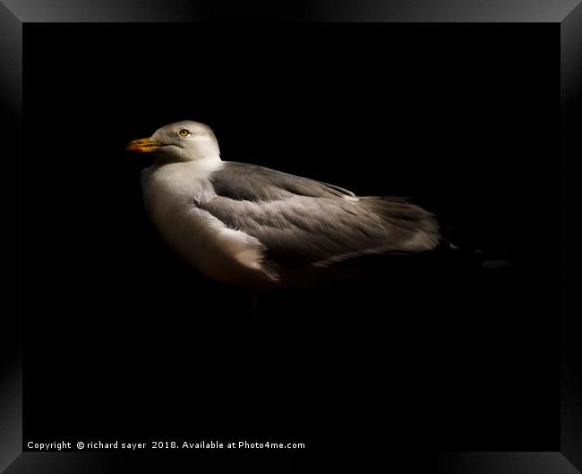 Herring Gull Framed Print by richard sayer