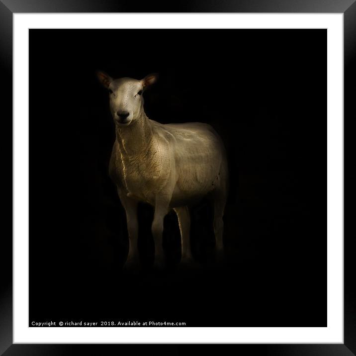 Heres looking at Ewe Framed Mounted Print by richard sayer