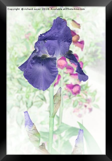 Summer Iris Framed Print by richard sayer
