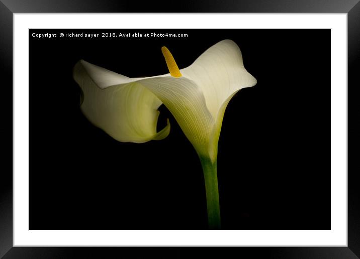 Classic Calla Lily Framed Mounted Print by richard sayer
