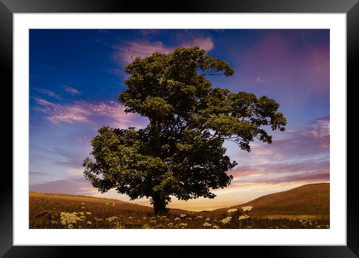 Summer Shade Framed Mounted Print by richard sayer