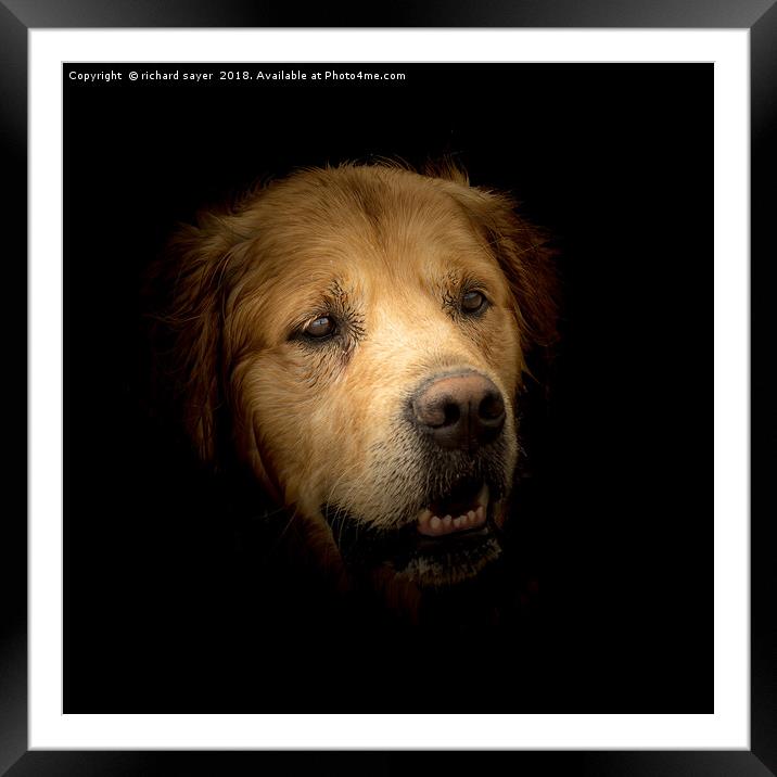 Golden Retriever Framed Mounted Print by richard sayer