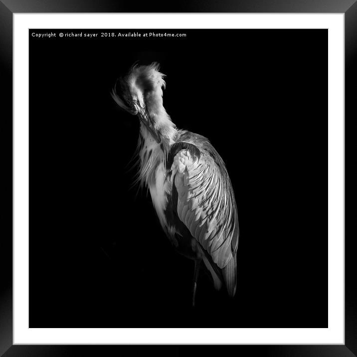 Grey Heron Black and White Framed Mounted Print by richard sayer