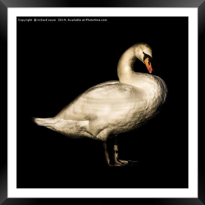 Mute Swan Portrait. Framed Mounted Print by richard sayer