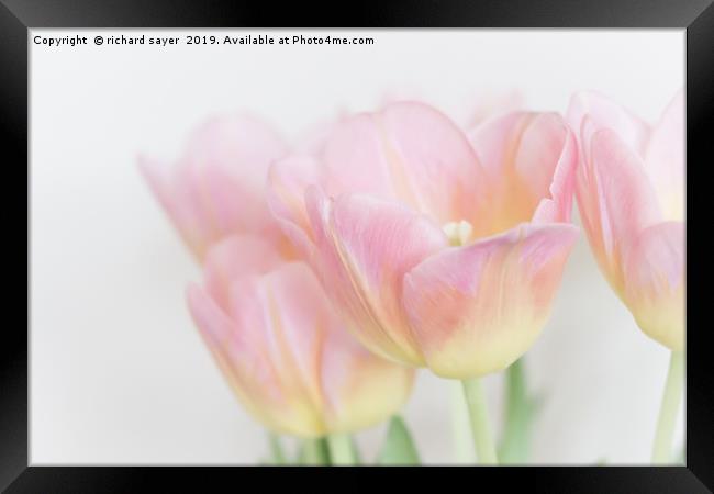 Pastel Tulips Framed Print by richard sayer