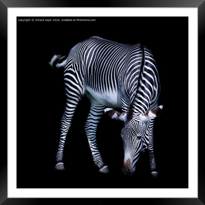 Majestic Zebra Grazing Framed Mounted Print by richard sayer