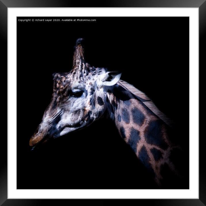 Majestic Northern Giraffe Framed Mounted Print by richard sayer