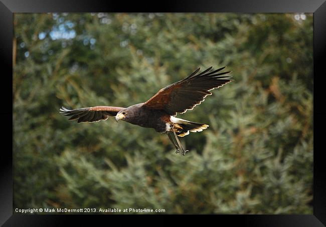 Harris Hawk Huntly Falconry Centre Framed Print by Mark McDermott