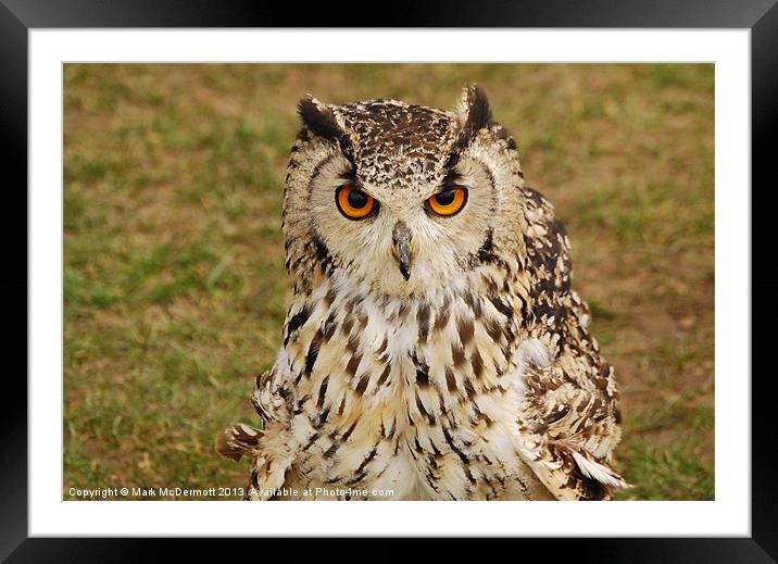 Wide eyed Eagle Owl Framed Mounted Print by Mark McDermott