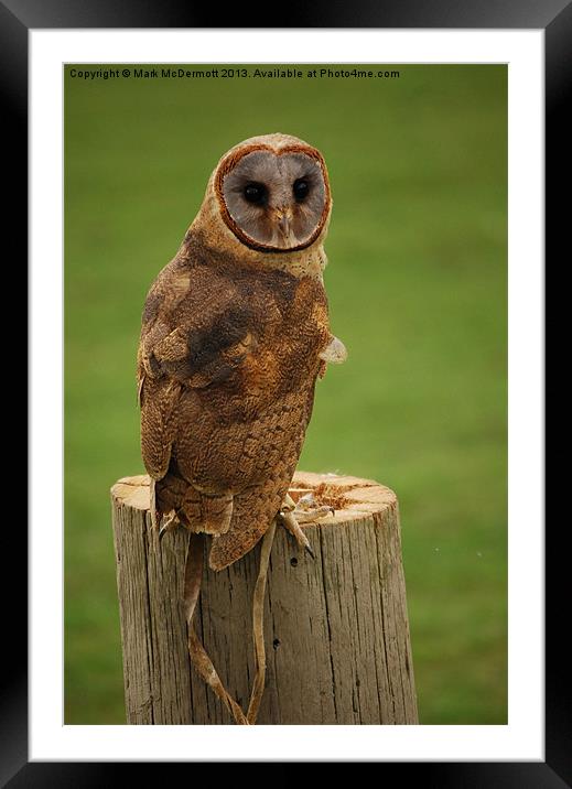 Perched Baby Owl Framed Mounted Print by Mark McDermott