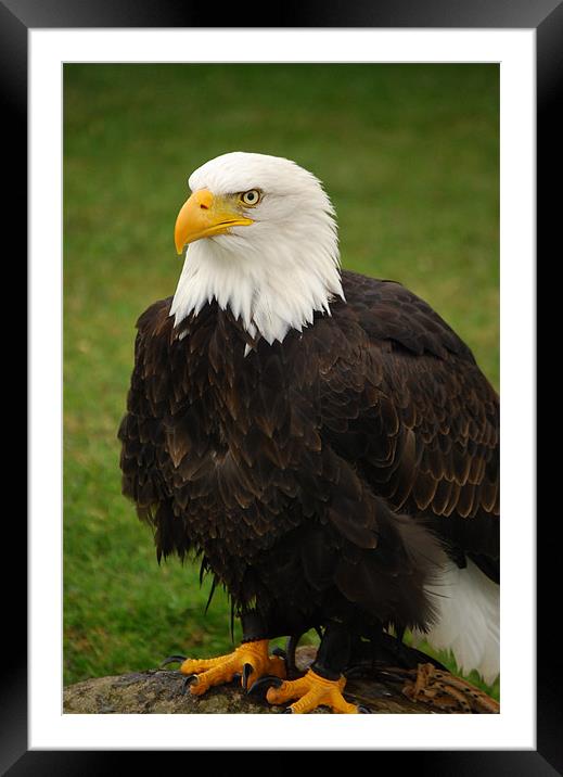 American Bald Eagle Framed Mounted Print by Mark McDermott