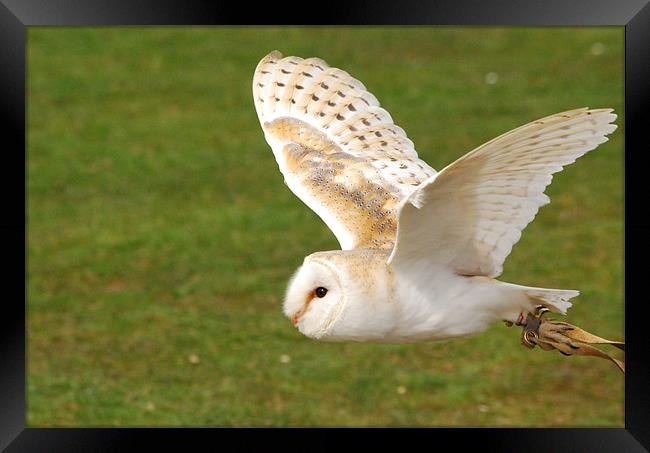 Barn Owl Flight Framed Print by Mark McDermott