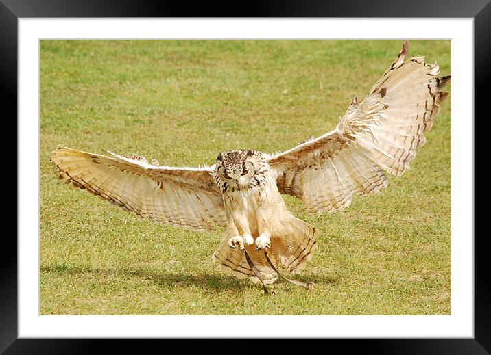 Eagle Owl Landing Framed Mounted Print by Mark McDermott
