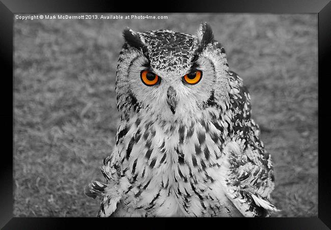 Bright Eyed Eagle Owl Framed Print by Mark McDermott