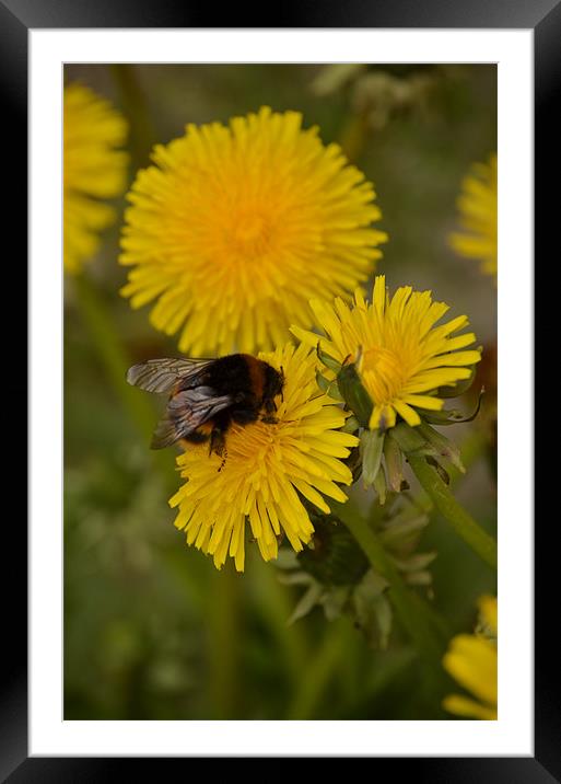 Bumble Bee on Dandelion Framed Mounted Print by Mark McDermott