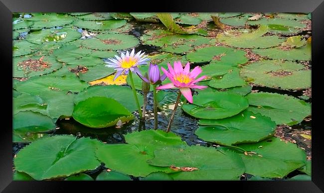 3 Lilies in a pond Framed Print by Mark McDermott