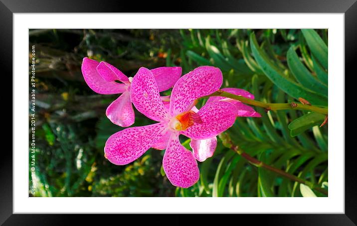 Pink Tiger Orchid Framed Mounted Print by Mark McDermott