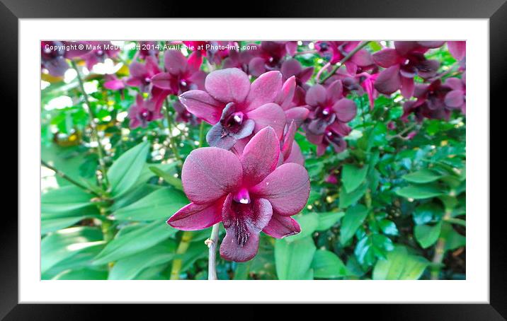 Beetroot Orchid Framed Mounted Print by Mark McDermott